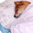 sleepyboye