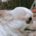 N_dogwhat