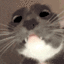N_whatareyousaying