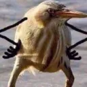 FD_birdhmm Discord Emoji