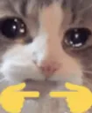 EFT_ShyCat