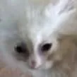 AsuraCrinkle