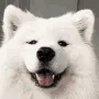 samoyes
