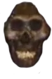 skull skull