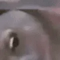 pog2