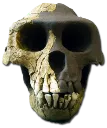 Skullemoji