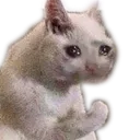 Cat Paw catPaw Discord Emoji