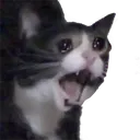 catCry1 Discord Emoji