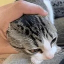 catgrab