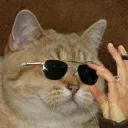 coolsunglassescat