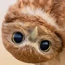 owl_1