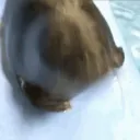 rapidseal rapidseal