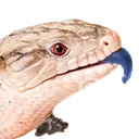 skink