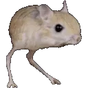 roingspin roingspin