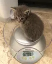 smol