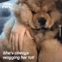 DoggoHuggo
