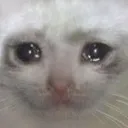 sadCat