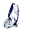 ButterFlyBlu