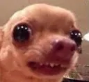 cachorinho