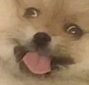 zoompom