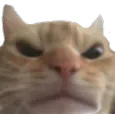 EmojiDiscordGatoBravo