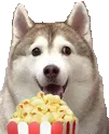 popcornHusky