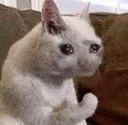 sadcat