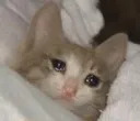 CE_SleepCat3 CE_SleepCat3