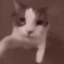 GatoBeso Discord emoji
