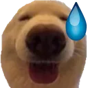 b_dognervous