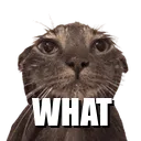 wc_what