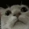 catCheck