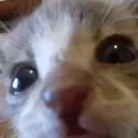 catstare catstare