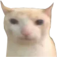 bruhcat