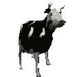 polishcow