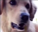 doghorror