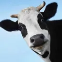 moo moo
