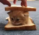 sandwichcat