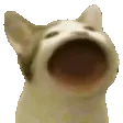 popCat