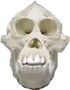 cursedmonkeyskull cursedmonkeyskull