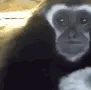 sadMonke