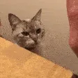 highfivecat