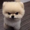 i_03doganger