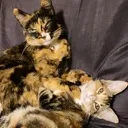 yukiandcleo Discord Emoji