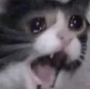 cryingcat