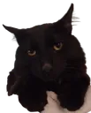 salem salem