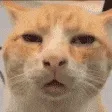 catwat