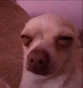 WT