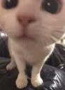 T_cutecat
