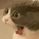 CatReeee